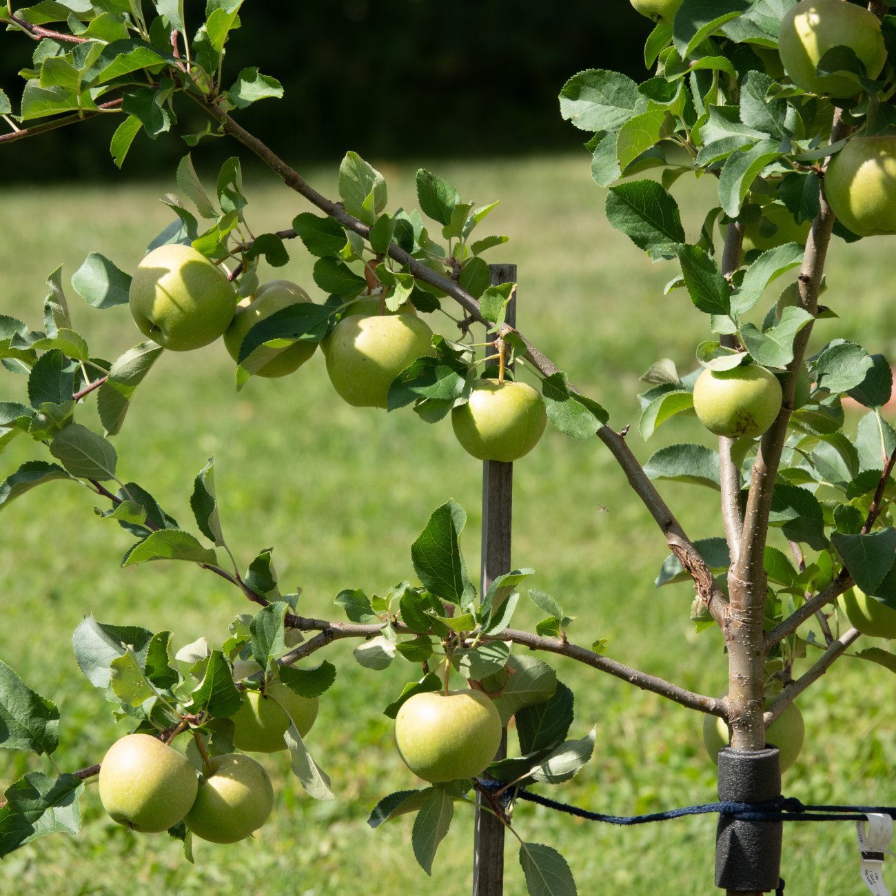 Obrázok Jabloň domáca (Malus domestica) ´GRANNY SMITH´ - zimná, výška 120-150 cm - voľnokorenná